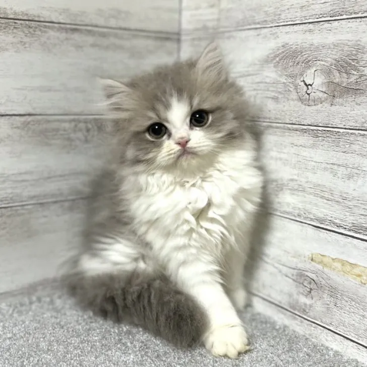 ID：2305-01376の子猫