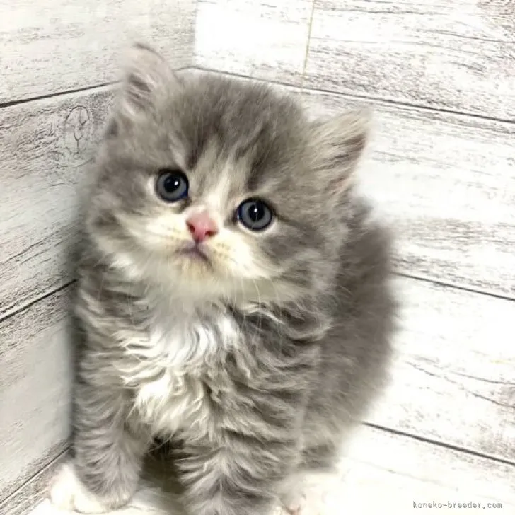 ID:2308-01570の子猫