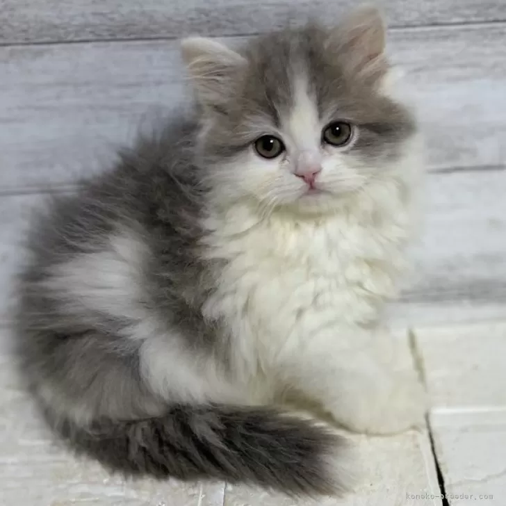 ID:2401-01278の子猫