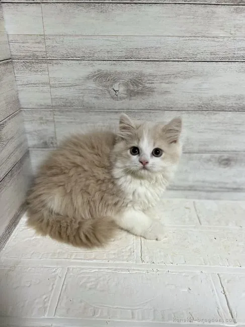 ID：2206-01812の子猫