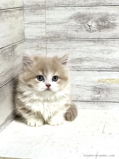 ID:2205-01628の子猫