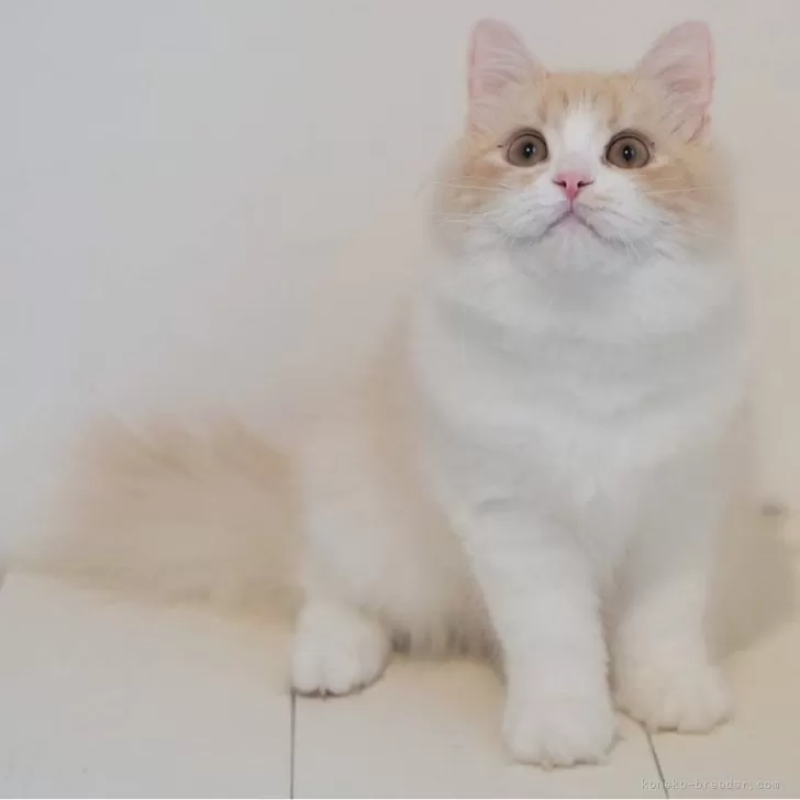 ID:2411-00685の子猫