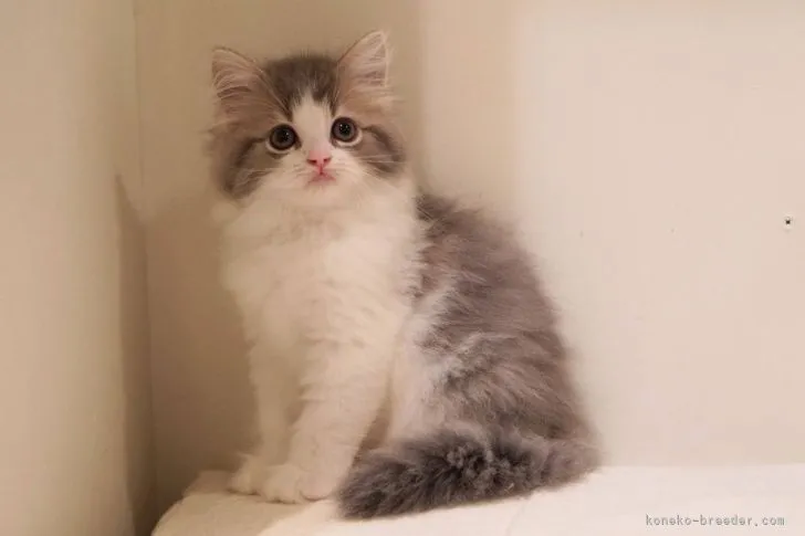 ID：2207-02839の子猫