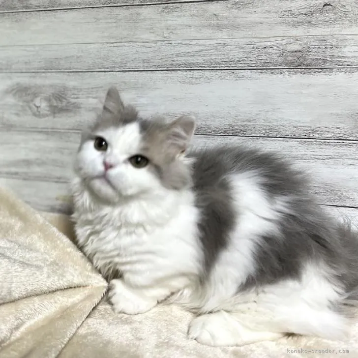 ID:2211-00539の子猫