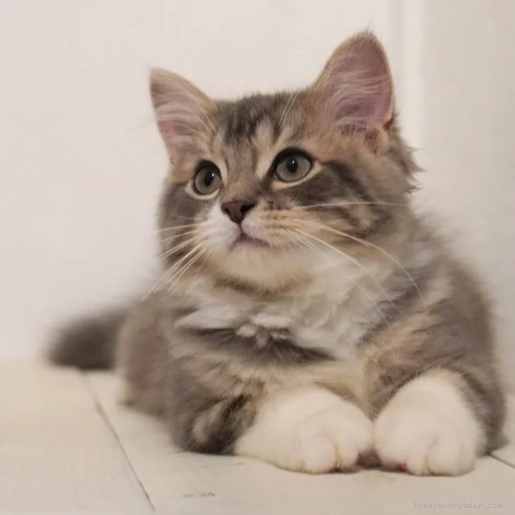 ID：2308-00336の子猫