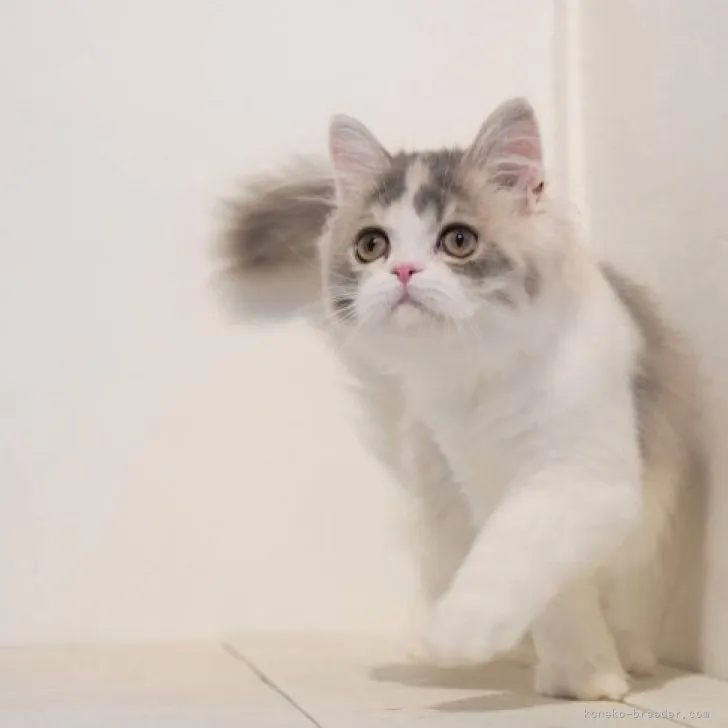 ID:2308-02485の子猫