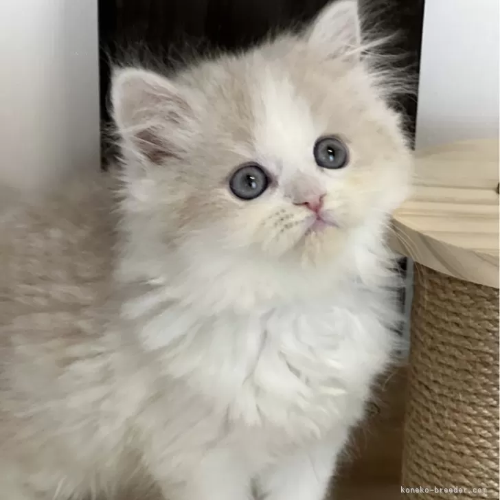 ID:2411-02507の子猫