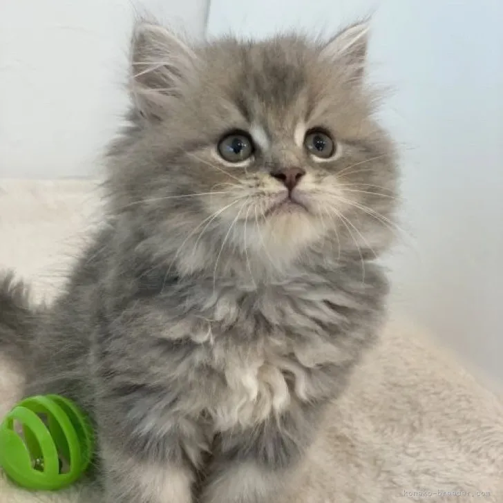 ID：2308-01572の子猫