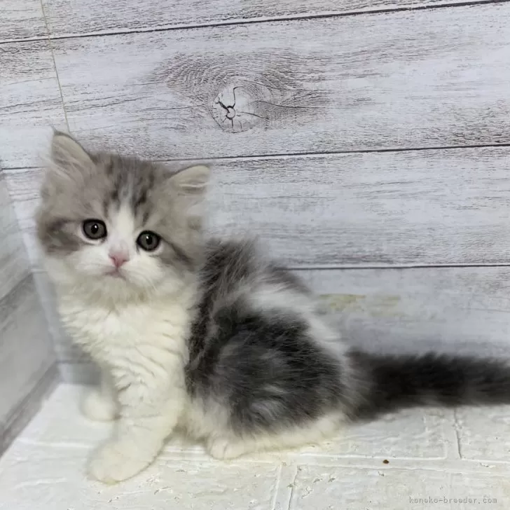 ID：2401-01277の子猫