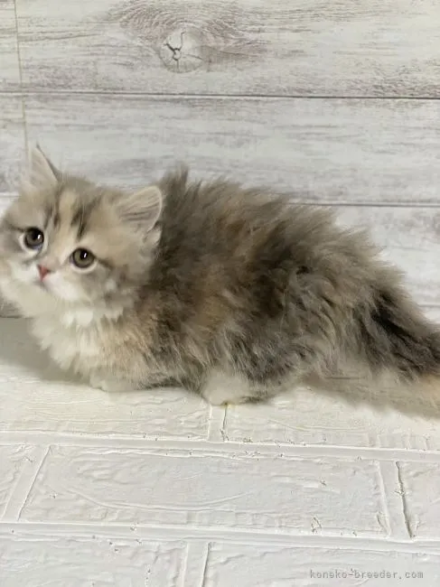 ID:2204-01899の子猫