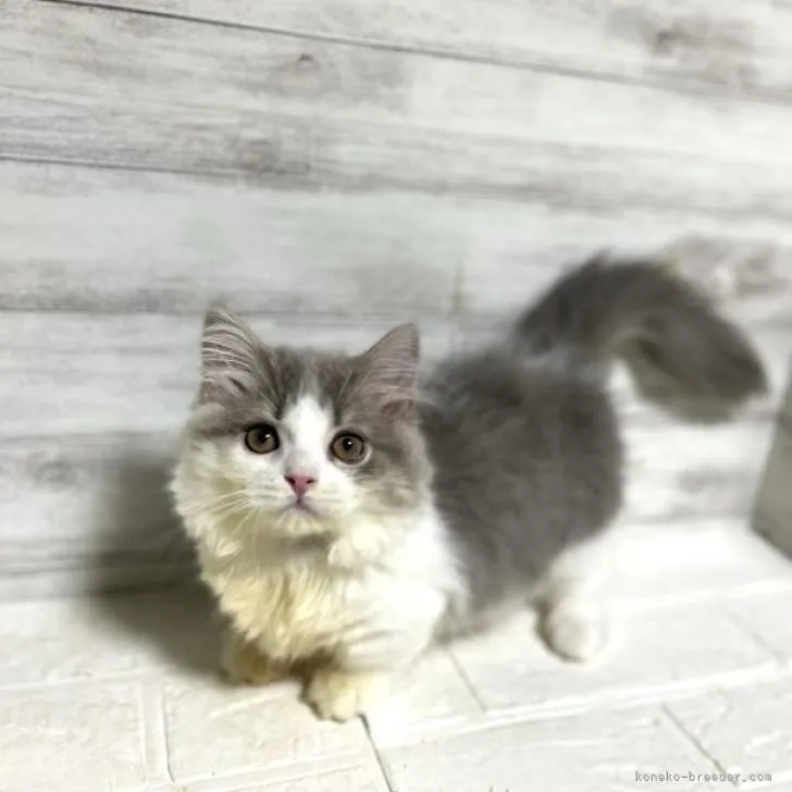 ID：2208-00280の子猫