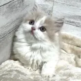 ミヌエット(短足)【神奈川県・男の子・2022年12月12日・クリームタビー&ホワイト】の写真1