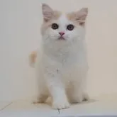 マンチカン(長足)【神奈川県・男の子・2023年7月3日・クリームタビー&ホワイト】の写真1