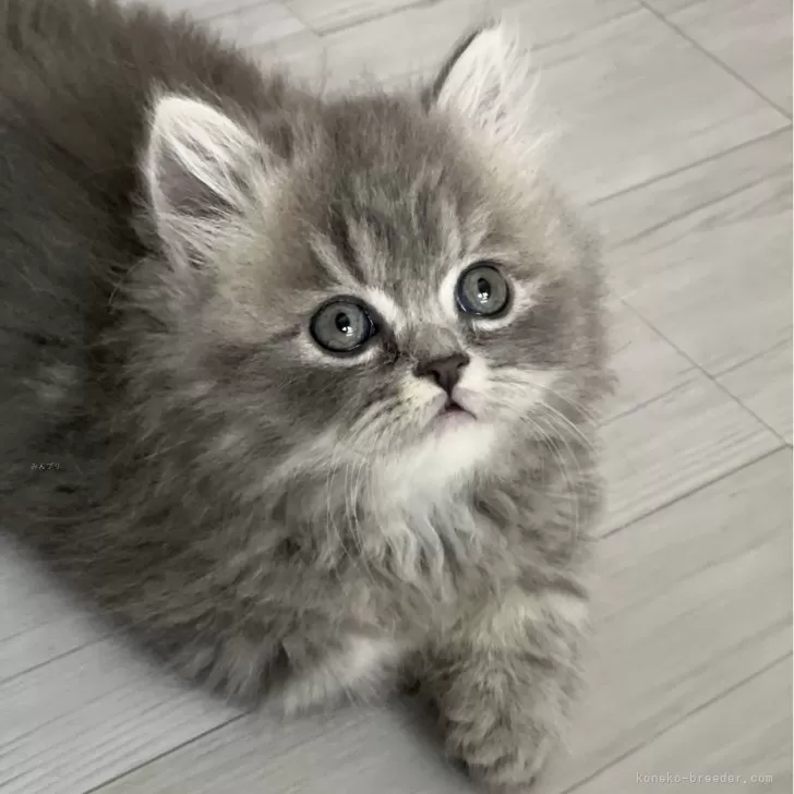 A.S 様のお迎えした子猫