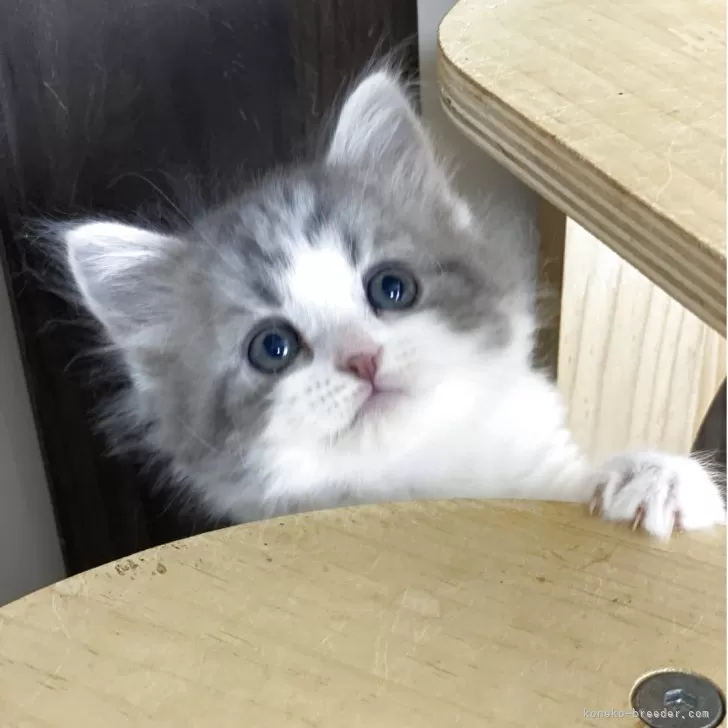 ID:2505-00512の子猫