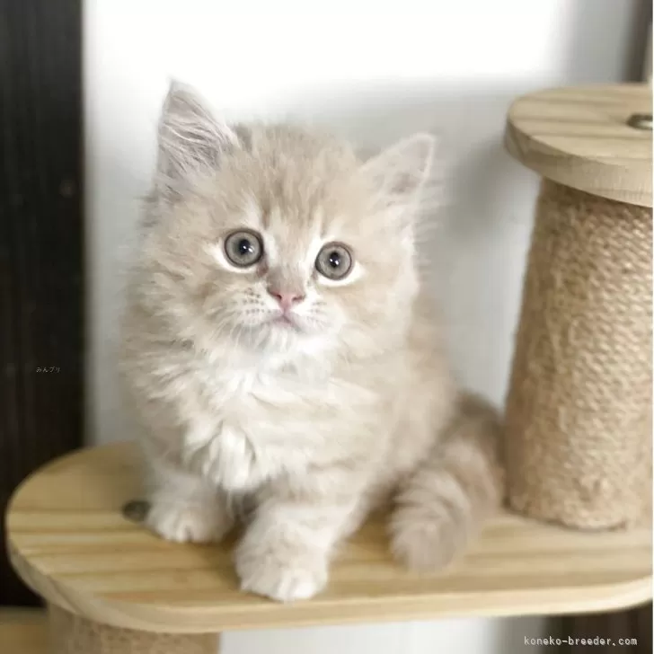 ID:2509-00830の子猫