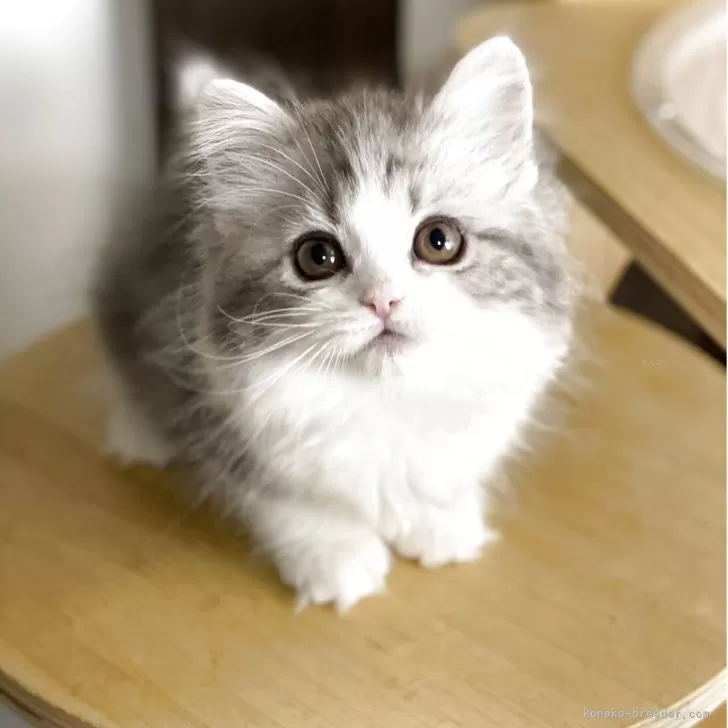 ID：2505-01985の子猫