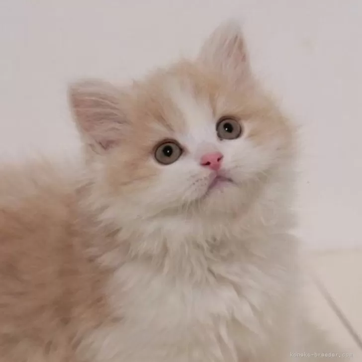 ID:2501-01021の子猫
