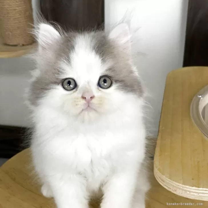 ID:2506-01225の子猫