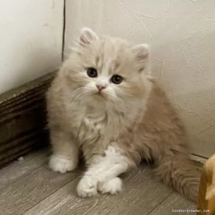 ミヌエット(長足)【神奈川県・女の子・2025年10月18日・クリームタビー&amp;ホワイト】の写真1