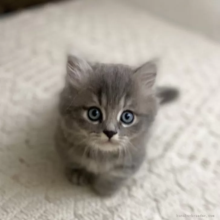 Y.S 様のお迎えした子猫