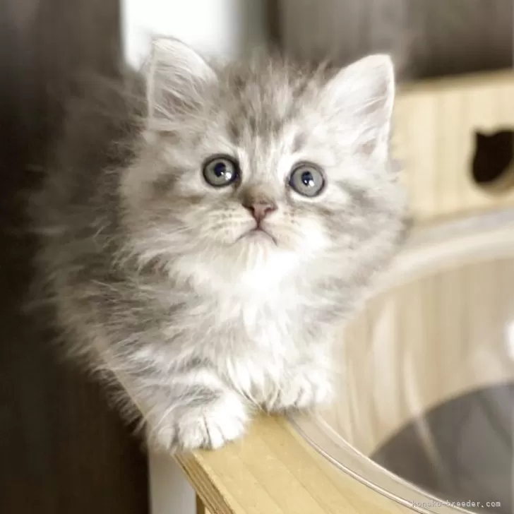 ID:2505-00508の子猫
