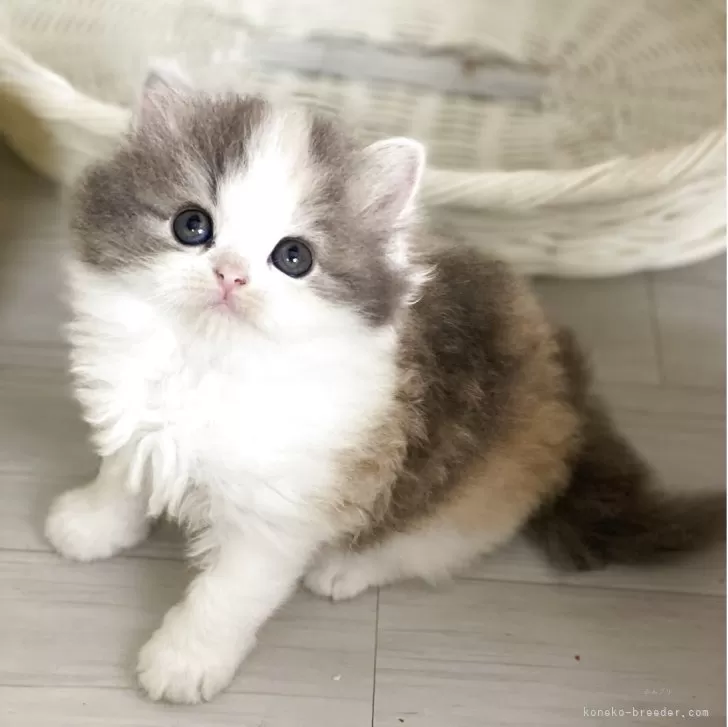 ID:2506-02669の子猫