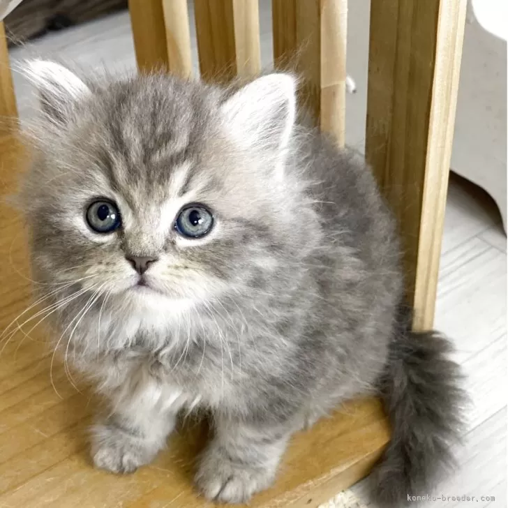 ID:2505-03887の子猫