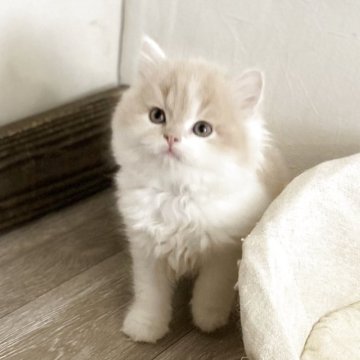 ミヌエット(長足)【神奈川県・女の子・2025年9月17日・クリームタビー&ホワイト（セミロング）】の写真「将来が楽しみ」