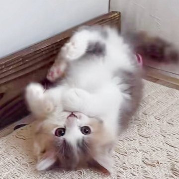 ミヌエット(長足)【神奈川県・女の子・2025年9月19日・ダイリュートキャリコ（セミロング）】の写真「将来が楽しみ」