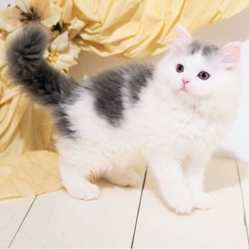 ミヌエット(長足)【神奈川県・男の子・2025年9月17日・ブルータビー&ホワイト（セミロング）】の写真「もふもふ足長君」