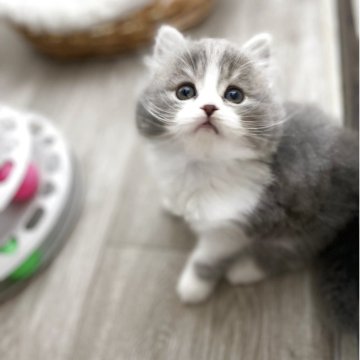 ミヌエット(長足)【神奈川県・男の子・2025年9月17日・ブルータビー&ホワイト（セミロング）】の写真「やんちゃ坊主」