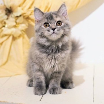 ミヌエット(長足)【神奈川県・女の子・2025年8月2日・ブルートービー（セミロング）】の写真「足長ちゃん」