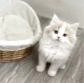 ミヌエット(長足)