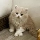 ミヌエット(長足)