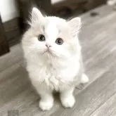 ミヌエット(長足)