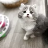 ミヌエット(長足)