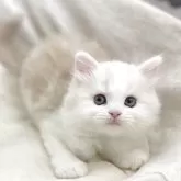 ミヌエット(長足)