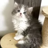 ミヌエット(長足)