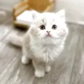 ミヌエット(長足)