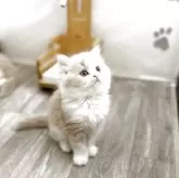 ミヌエット(長足)【神奈川県・男の子・2025年10月18日・クリームタビー&ホワイト】の写真2