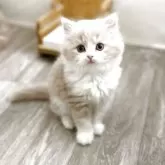 ミヌエット(長足)【神奈川県・男の子・2025年10月18日・クリームタビー&ホワイト】の写真3