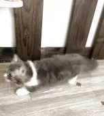 ミヌエット(短足)【神奈川県・男の子・2025年6月22日・ブルータビー&ホワイト】の写真3