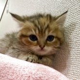 ミヌエット(長足)