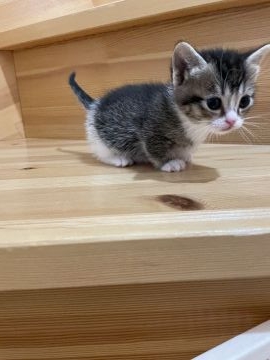 マンチカン(短足)【高知県・男の子・2022年2月10日・ブラウンタビー&ホワイト（ショート）】の写真「短足の男の子」