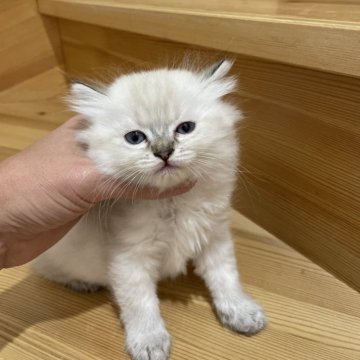 マンチカン(長足)【高知県・女の子・2025年3月23日・ブルーポイント（ロング）】の写真「モコモコの女の子」