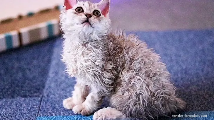 ID:2004-01922の子猫