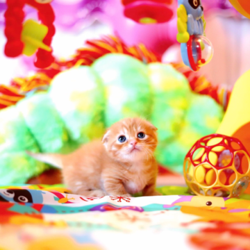 スコティッシュ×マンチカン【北海道・男の子・2023年12月3日・レッドマッカレルタビー】の写真「折耳短足の猫ちゃん」