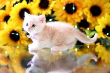 スコティッシュフォールド(立ち耳)【北海道・男の子・2020年6月3日・クリームマッカレルタビー】の写真「綺麗なクリーム色の甘えん坊さん」