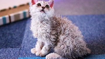 セルカークレックス【北海道・男の子・2020年2月23日・シルバークラシックタビー（巻き毛 ロング）】の写真「とても巻きの強いゴージャスな男の子」